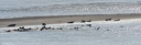 2018-10-04-Berck Baie d Authie phoques cheval oiseaux