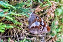 2018-07-15-Prouville papillon