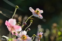2014 anemones du Japon