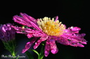 asters roses 2012