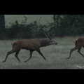 Chambord 2017 film biches cerfs à la gabillière