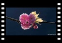 日の出の桜-Cherry blossoms at sunrise-[4K]