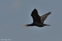 cormoran huppe