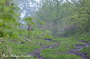 2014-04-24et30 chevreuil au printemps