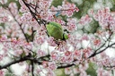 parc Ueno cerisier fleur peruche