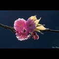 日の出の桜-Cherry blossoms at sunrise-[4K]